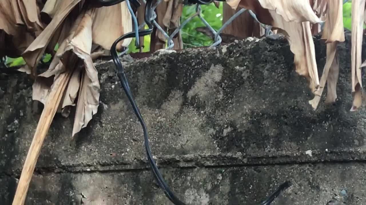 Lizard hunting for food on a wall and in the banana tree