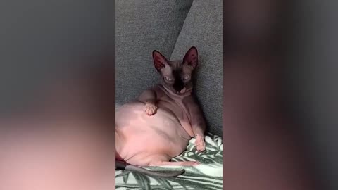 Best Memes of 2021, Try not to laugh