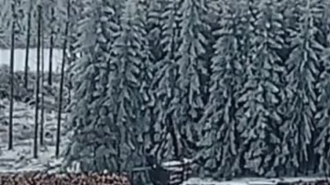 🌲🌲🤙
