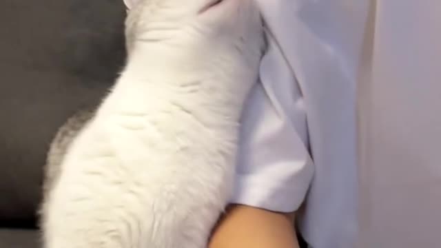 Have you ever seen such a wronged cat?