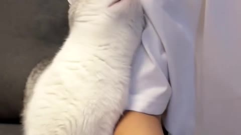 Have you ever seen such a wronged cat?