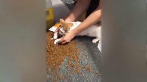 Funny Cat Videos and Challenge Very Funny Cats