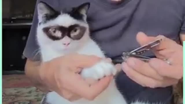 Zorro cat has an adorable lookalike kitten 🐱