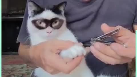 Zorro cat has an adorable lookalike kitten 🐱