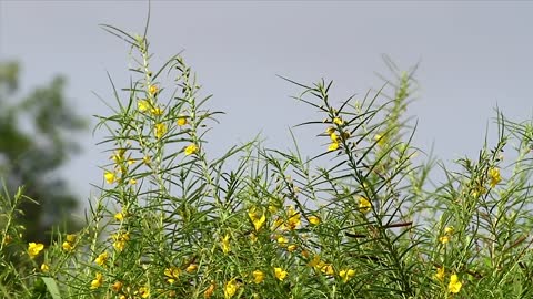 Wildflowers with yellow petals