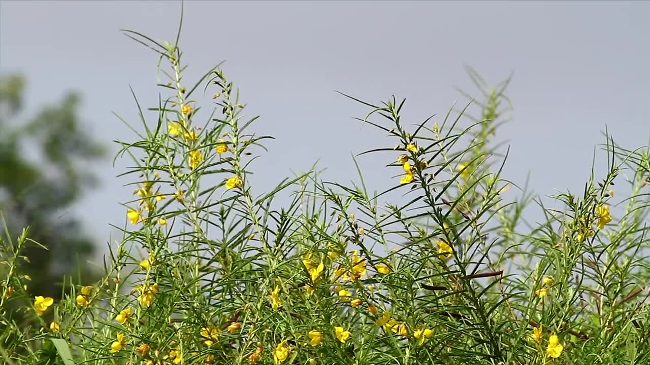 Wildflowers with yellow petals