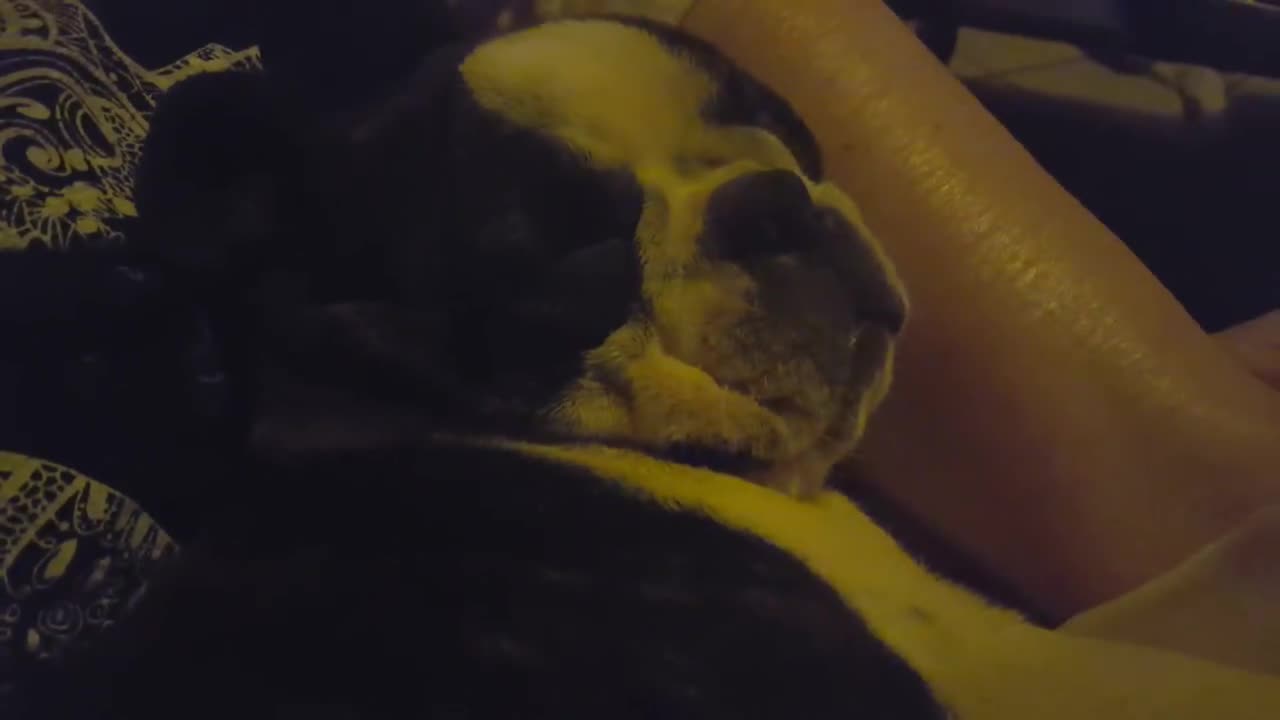 The Loudest Snoring Dog - This English Bulldog Will Keep You Up