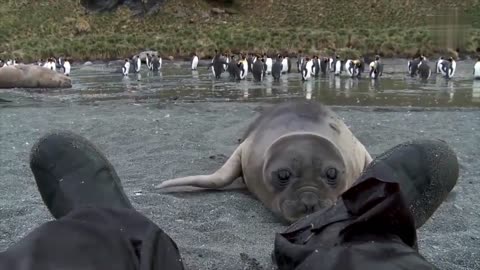 FUNNY ANIMALS Fun, Pranks, Jokes, Humor