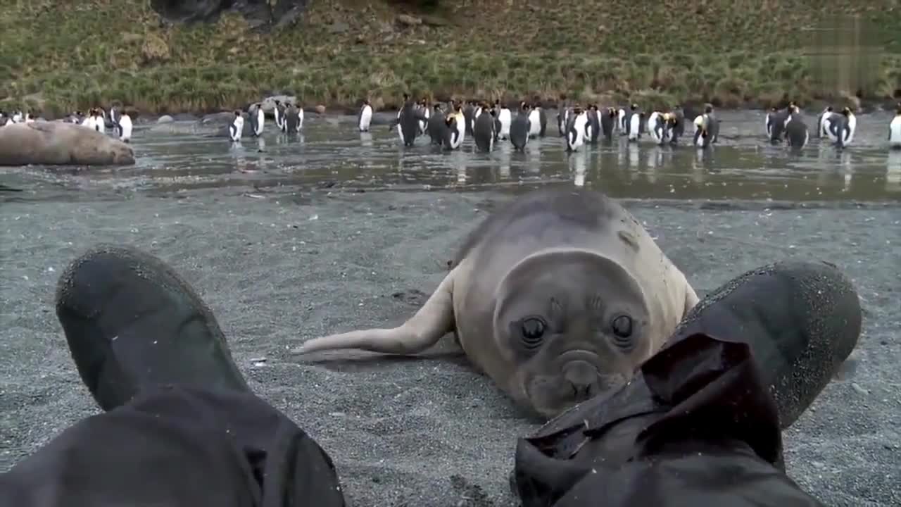FUNNY ANIMALS Fun, Pranks, Jokes, Humor