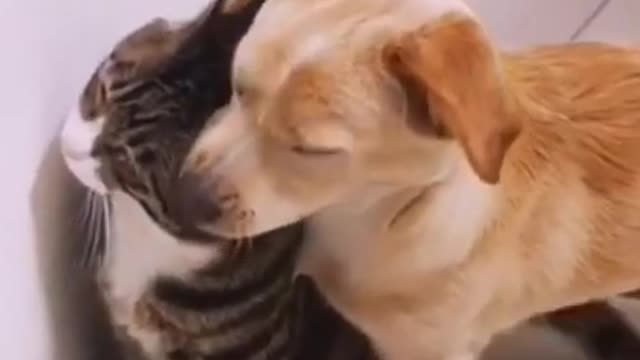 Funny and Cute DOG Videos Compilation