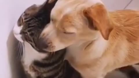 Funny and Cute DOG Videos Compilation