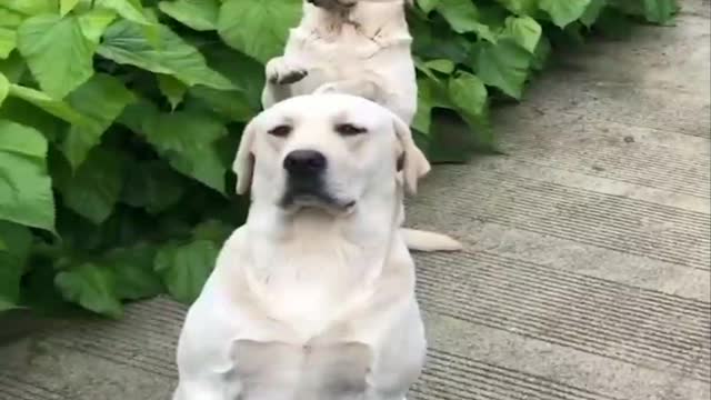 Funny Dog video