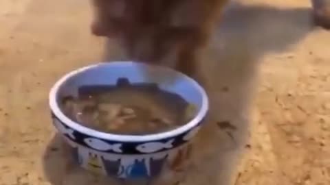 Crazy cat funniest moments 2022, amazing😁😁😁
