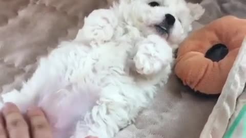 funny little guy