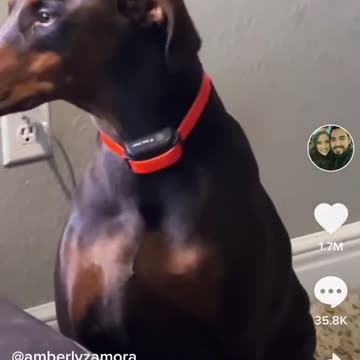 I ain’t never seen a dog tiptoe before