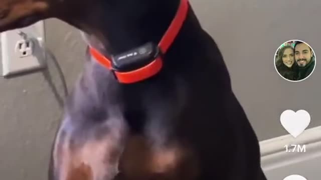 I ain’t never seen a dog tiptoe before