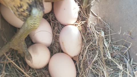 A hen lays eggs