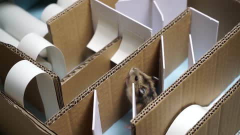 Hamster Maze!! epic maze