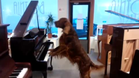 Irish Setter Plays Piano and Sings