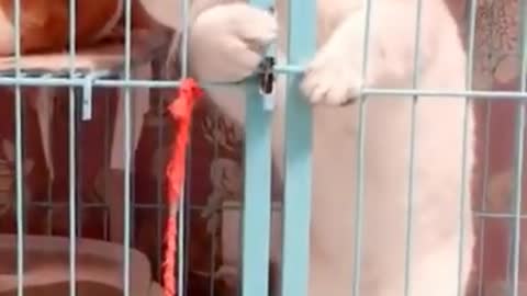 Lovely Cat, black cat, cats, funny cats, funny cat videos 1598