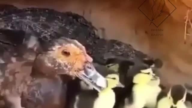 🐊 🤝🦆Duck Accidentally Hatched A Crocodile Egg. | Interesting Facts #Shorts #topchannel
