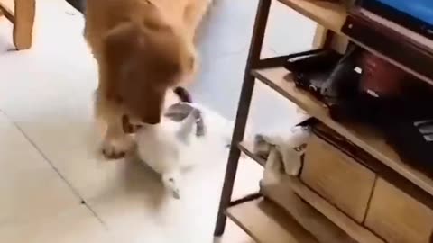 Unlikely Friendship_ Astonishing Cat and Dog Duo! Short #shorts #funnymemes #syl_vester