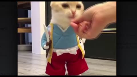 Gato divertido 🐱🐱😂