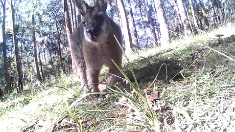 Under Chin View #2 Old Scooty Roo