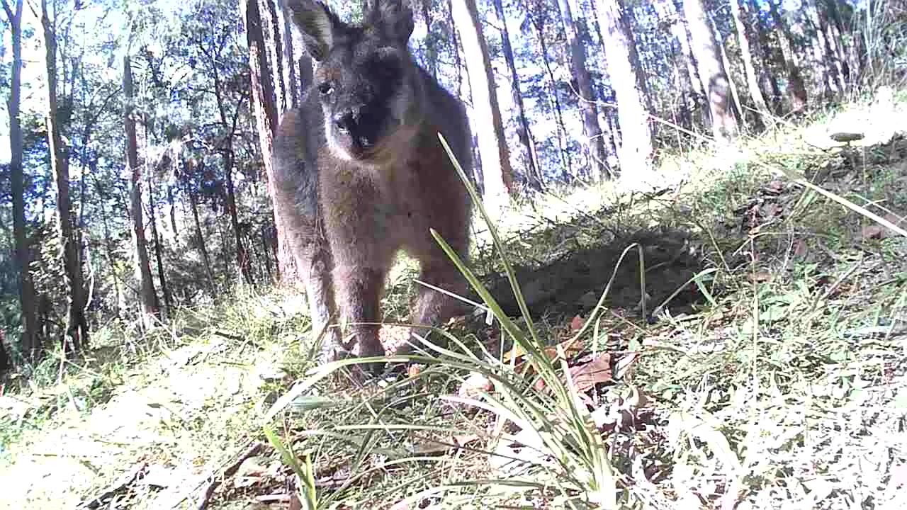 Under Chin View #2 Old Scooty Roo