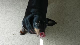 Happy little sausage