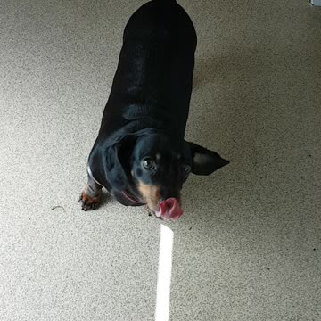 Happy little sausage