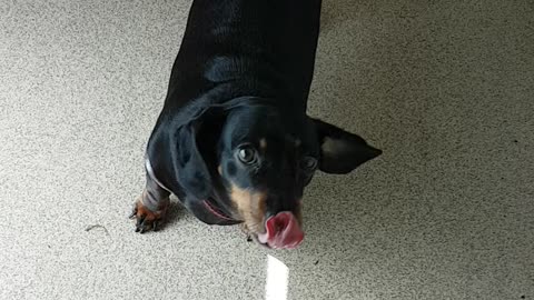 Happy little sausage