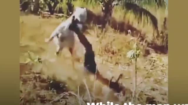 Viral Video_ Man Beats Up A Donkey_ Donkey Takes Revenge