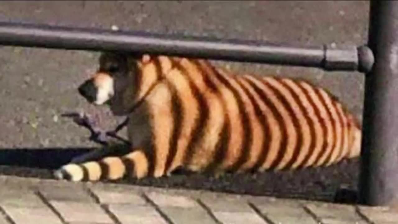 Funny videos