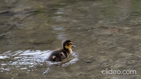 HAPPY DUCK