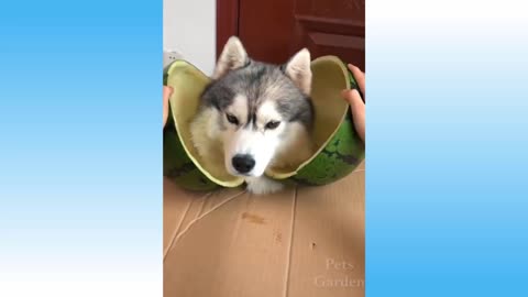 Cute Pets And Funny Animals Compilation 46 Pets Garden