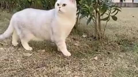 Funniest Animals Real 😹 Short Funny Animals Videos #11