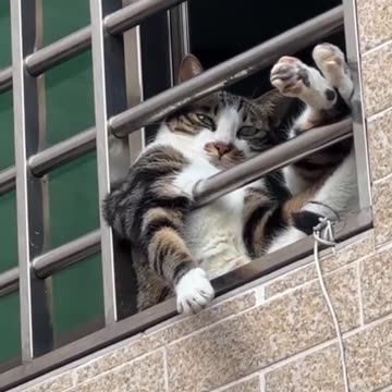 Gangster looking cat 😍😂