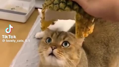 Latest funny 🤣 animals video 😺 cute kets video
