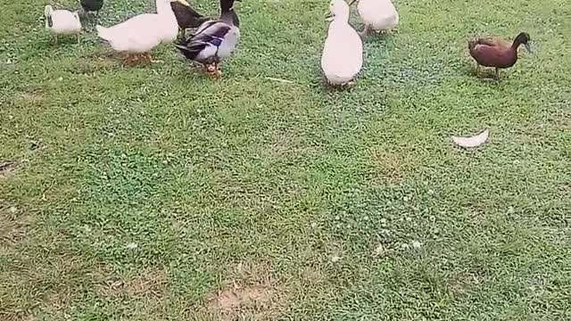 Get out of our yard