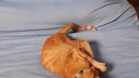 Simba adventures