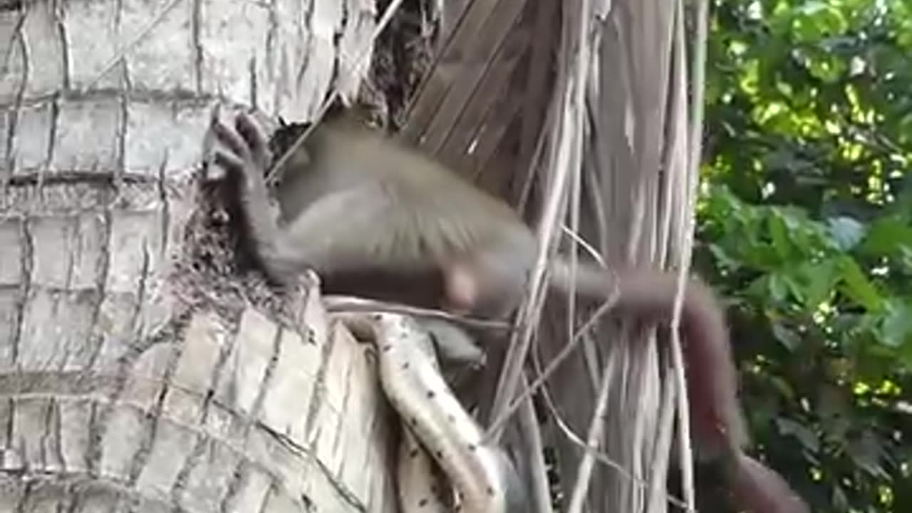 The monkey is trying hard to escape from the snake🐵🐍😱