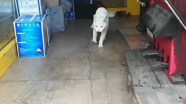Paper cat