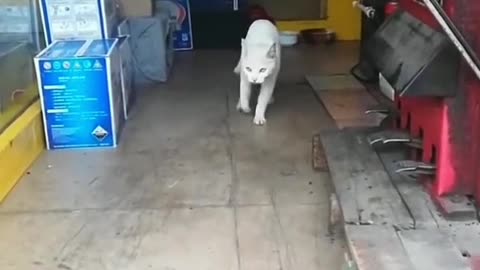 Paper cat