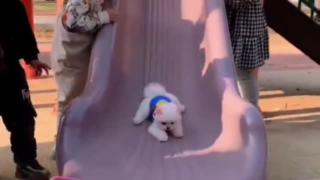 Puppy Dog Daily Meng Pet Boymei Cup Dog