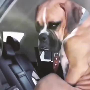 funny dogs for kids, funny dogs for babiesi