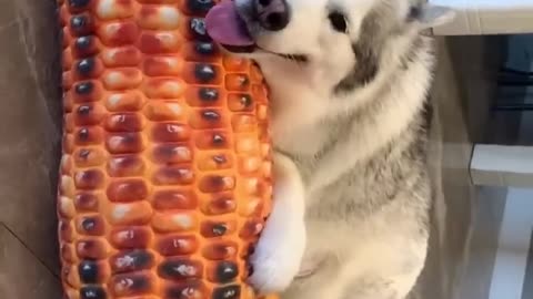 LOL, So Smart Funny Dog Videos Compilations Funny Dog Shorts 🐶😂😂