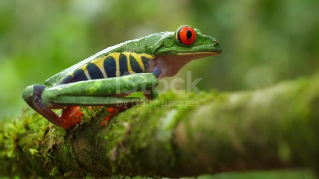 The frog is very beautiful to look at.2