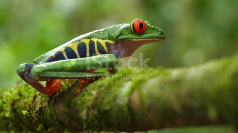 The frog is very beautiful to look at.2