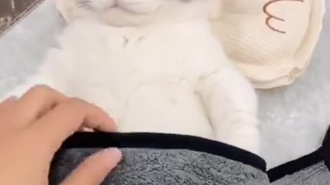 Cute Cats and Funny Animals Compilation Try Not To Laugh Challenge - Cute Cat